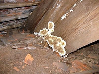 Poškození dřeva dřevokaznými houbami
